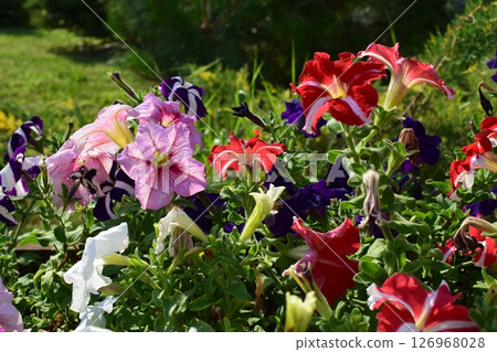 Vibrant Petunia Garden with Striped Patterns Vibrant Petunia Garden with Striped Patterns 126968028
