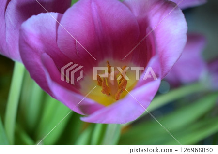 A macro photograph of the interior of a flower, a tulip. Vibrant Colors Inside a Tulip A macro photograph of the interior of a flower, a tulip. Vibrant Colors Inside a Tulip 126968030