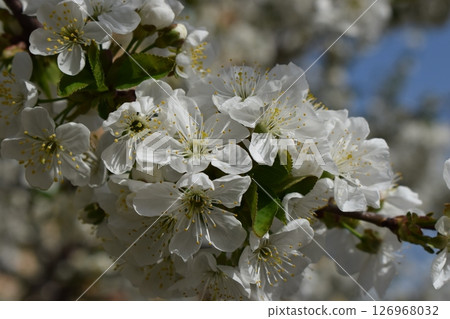Delicate White Cherry Blossoms in Serene Spring 126968032