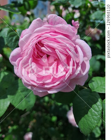 ? close-up of a pink rose, with well-defined, delicate petals. 126968110
