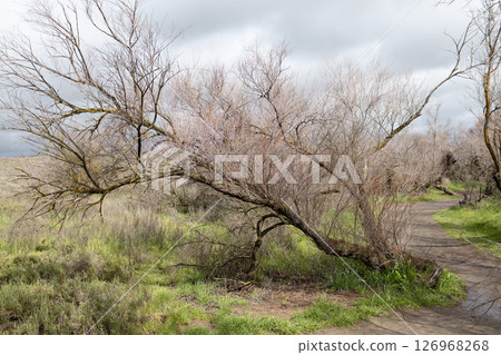 tamarix canariensis el taray 126968268