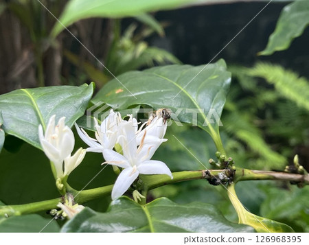 Coffee flower and bee 126968395