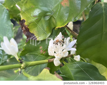 咖啡花和蜜蜂 咖啡花和蜜蜂 126968403