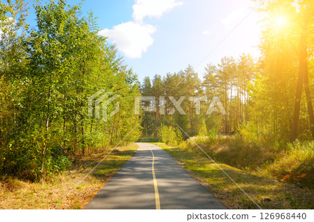 Magical forest in the morning sunlight rays. Magical forest in the morning sunlight rays. 126968440