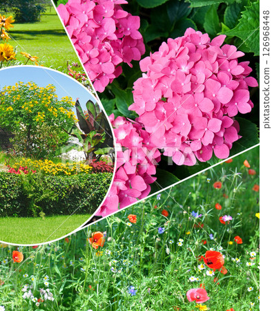 Flowerbeds in gardens and parks. Collage. 126968448