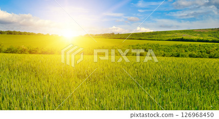 Green field of wheat with ears close-up and bright sunrise. 126968450