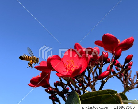 red flowers and bees 126968599