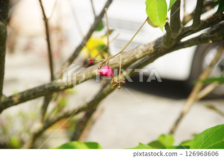 紅色的花和蜜蜂 126968606