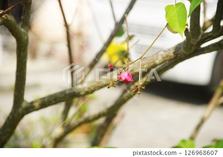 red flowers and bees red flowers and bees 126968607