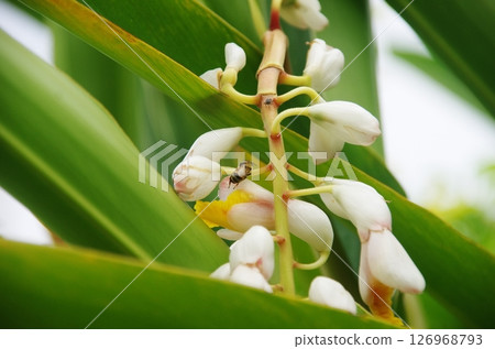 Shell ginger flowers and bee Shell ginger flowers and bee 126968793