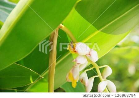 Shell ginger flowers and bee Shell ginger flowers and bee 126968794
