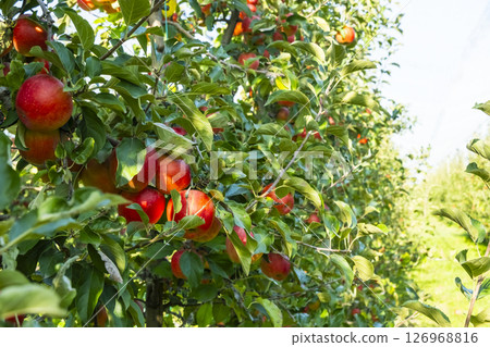 Ripe red apples hang on lush green trees in a thriving bio garden. The vibrant fruits contrast with the greenery, showcasing nature's bounty in an organic orchard setting Ripe red apples hang on lush green trees in a thriving bio garden. The vibrant fruits contrast with the greenery, showcasing nature's bounty in an organic orchard setting 126968816