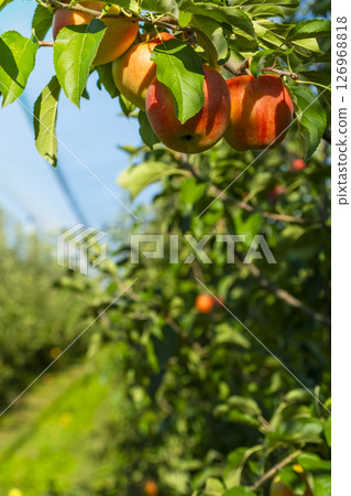 Ripe red apples hang on lush green trees in a thriving bio garden. The vibrant fruits contrast with the greenery, showcasing nature's bounty in an organic orchard setting Ripe red apples hang on lush green trees in a thriving bio garden. The vibrant fruits contrast with the greenery, showcasing nature's bounty in an organic orchard setting 126968818