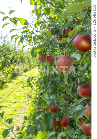 Ripe red apples hang on lush green trees in a thriving bio garden. The vibrant fruits contrast with the greenery, showcasing nature's bounty in an organic orchard setting 126968819