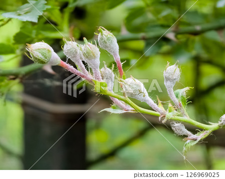 Pink bush roses covered with powdery mildew. White powdery mildew on buds, stems and leaves of bush roses. Diseases of bush roses. Powdery mildew Pink bush roses covered with powdery mildew. White powdery mildew on buds, stems and leaves of bush roses. Diseases of bush roses. Powdery mildew 126969025
