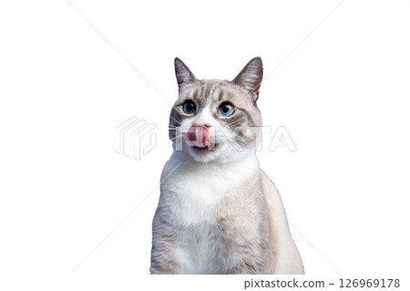 A cat with striking blue eyes is licking its nose on white 126969178