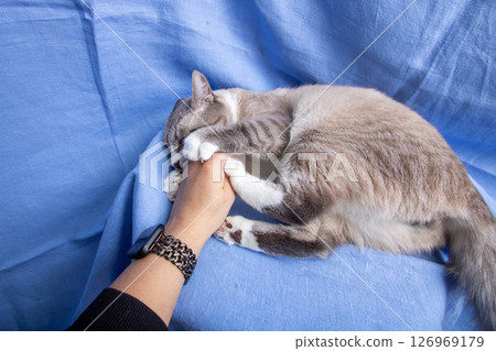 Gray cat with blue eyes portrait on blue background 126969179