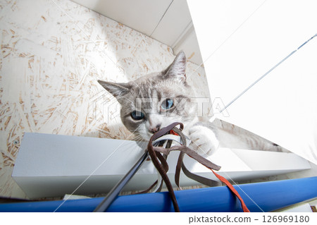 A playful cat with striking blue eyes is having fun with a string A playful cat with striking blue eyes is having fun with a string 126969180