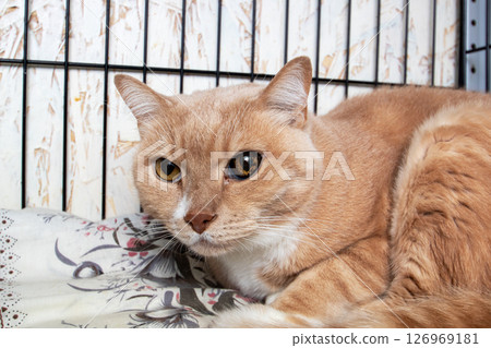 A cat with fawn fur lays on a blanket in a fenced cage 126969181