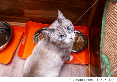 Next to the food bowl, a domestic cat is resting comfortably 126969182