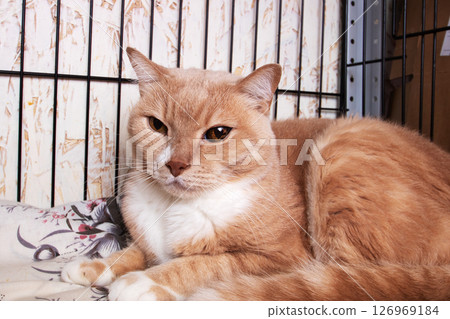 A cat is lounging in a cage, curiously looking at the camera 126969184