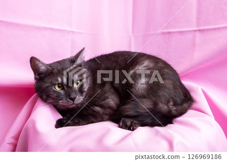 A black cat is comfortably laying on a soft pink blanket 126969186