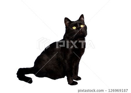 A sleek black cat with yellow eyes is poised on a white background 126969187