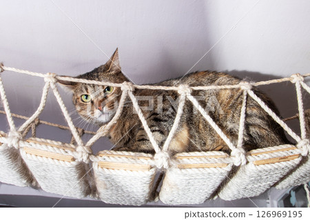 A cat is resting on a rope bridge and gazing into the camera 126969195