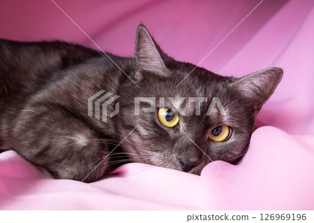Gray cat with yellow eyes lying on pink background 126969196