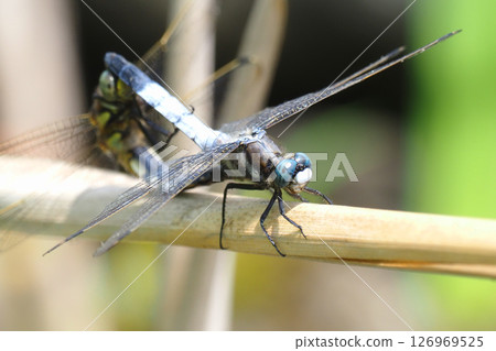 Shicharatombo在交配 126969525