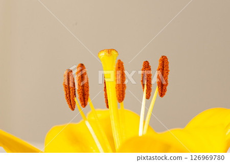 Close Up of Yellow Lily Flower Stamens and Pistil Close Up of Yellow Lily Flower Stamens and Pistil 126969780