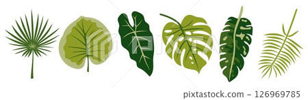 Green Tropical Leaves Collection. Jungle Botanical Foliage Flat Design, Exotic Plant Elements, Palm and Monstera Leaf Shapes, Nature Illustration, Minimal Style Decorative Flora Icons Set Green Tropical Leaves Collection. Jungle Botanical Foliage Flat Design, Exotic Plant Elements, Palm and Monstera Leaf Shapes, Nature Illustration, Minimal Style Decorative Flora Icons Set 126969785