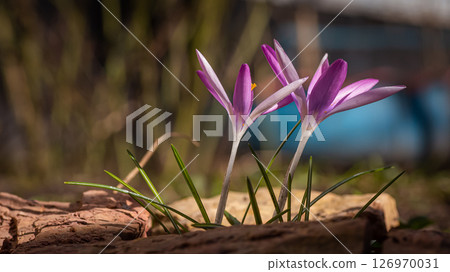 A pair of soft purple crocuses 126970031
