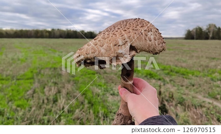 Gifts of nature, a woman holds a large mushroom parasol in her hand and admires its beauty. woman holding a mushroom. Large mushroom umbrella on the background of a green meadow 126970515