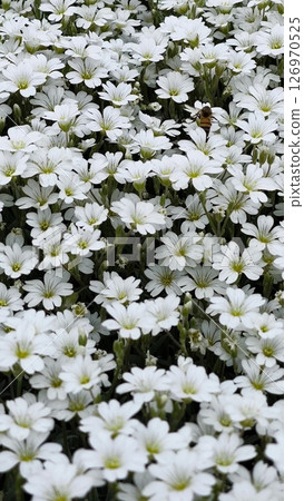 Vertical footage, flight of a bee over flowers. Meadow with small white flowers seen from above. A soft carpet of white flowers in a spring garden. Natural background of white flowers. Vertical footage, flight of a bee over flowers. Meadow with small white flowers seen from above. A soft carpet of white flowers in a spring garden. Natural background of white flowers. 126970525