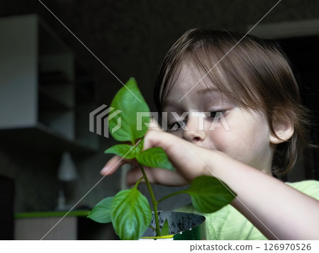 Cute baby boy holding a plant. Children and family happy childhood. Gardening. Flower and nature care concept. A small child examines pepper seedlings planted in a pot 126970526