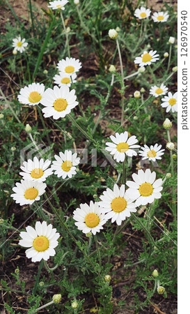 White daisy field. field of white daisies in the wind swaying close up. Concept: nature, flowers, spring, biology. Field daisies on a green field 126970540