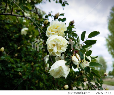 Blooming rose hip bush. White Bush Rose. Rosehip bush with white flowers in the garden in the village on a spring day Blooming rose hip bush. White Bush Rose. Rosehip bush with white flowers in the garden in the village on a spring day 126970547