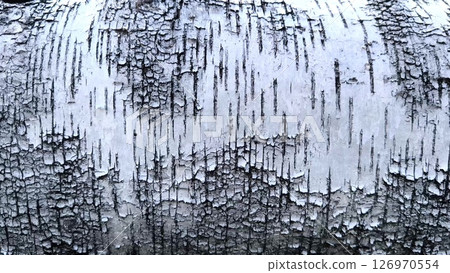 Pattern of the Silver Birch bark. close-up background birch bark black and white Pattern of the Silver Birch bark. close-up background birch bark black and white 126970554
