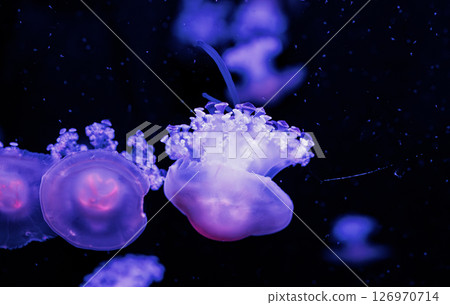 underwater photography jellyfish Cotylorhiza tuberculata, Mediterranean jellyfish underwater photography jellyfish Cotylorhiza tuberculata, Mediterranean jellyfish 126970714