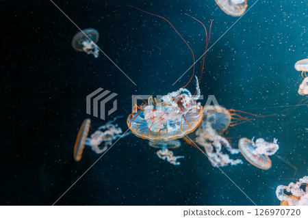underwater photography jellyfish Chrysaora fuscescens, Pacific sea nettle, West Coast sea nettle 126970720