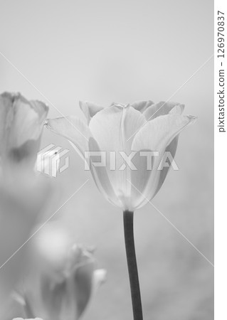 A single tulip blooming in the blue sky, creating a gentle image (monochrome) A single tulip blooming in the blue sky, creating a gentle image (monochrome) 126970837