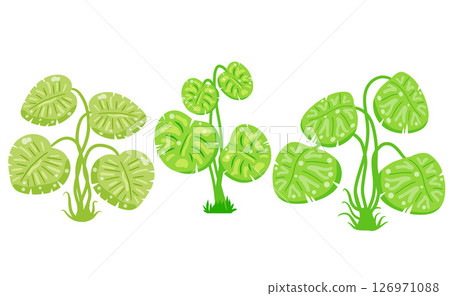 Tropical houseplants in pots. Cartoon vector illustration. Tropical houseplants in pots. Cartoon vector illustration. 126971088