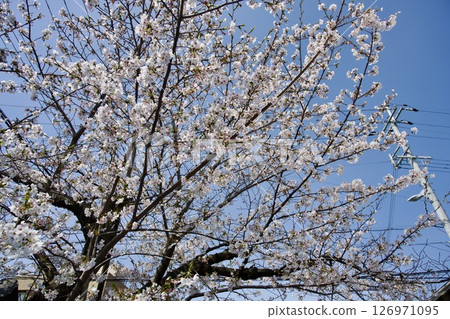 Cherry blossoms and Kobano Mitsuba Azalea at Hirota Shrine in Nishinomiya, Hyogo Prefecture (2025) 126971095