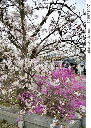 兵庫縣西宮市廣田神社的櫻花與小葉三葉杜鵑花(2025年) 兵庫縣西宮市廣田神社的櫻花與小葉三葉杜鵑花(2025年) 126971097