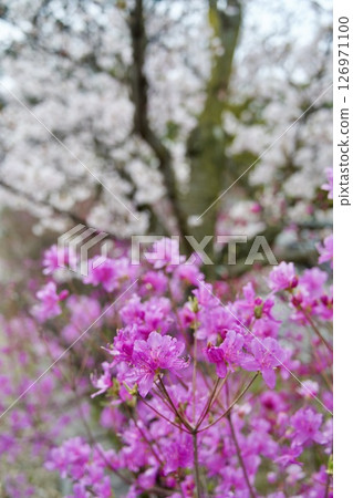 Cherry blossoms and Kobano Mitsuba Azalea at Hirota Shrine in Nishinomiya, Hyogo Prefecture (2025) Cherry blossoms and Kobano Mitsuba Azalea at Hirota Shrine in Nishinomiya, Hyogo Prefecture (2025) 126971100