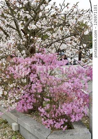 Cherry blossoms and Kobano Mitsuba Azalea at Hirota Shrine in Nishinomiya, Hyogo Prefecture (2025) 126971101
