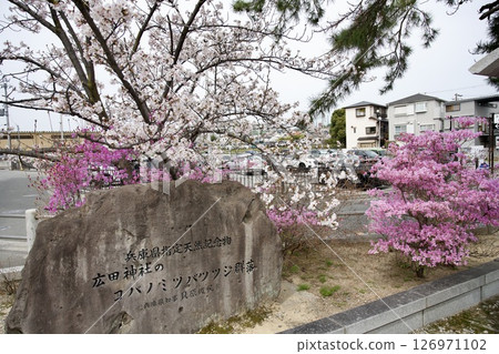 Cherry blossoms and Kobano Mitsuba Azalea at Hirota Shrine in Nishinomiya, Hyogo Prefecture (2025) 126971102