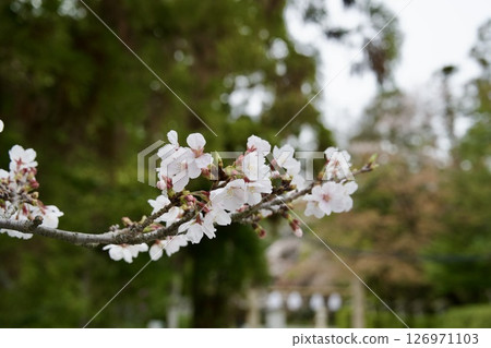 Cherry blossoms and Kobano Mitsuba Azalea at Hirota Shrine in Nishinomiya, Hyogo Prefecture (2025) 126971103
