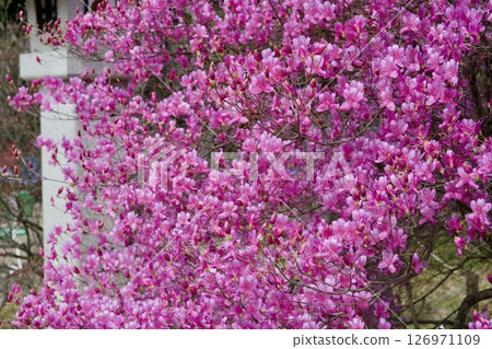兵庫縣西宮市廣田神社的櫻花與小葉三葉杜鵑花（2025年） 126971109